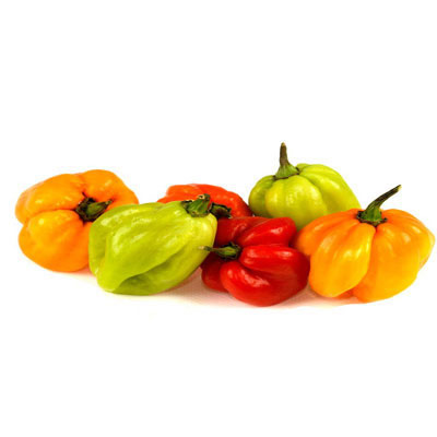 Scotch Bonnet