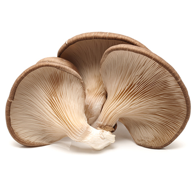 Mushroom Oyster