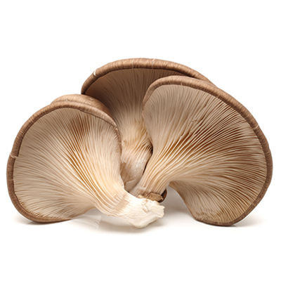 Mushroom Oyster