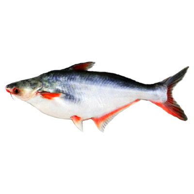 Pangas Fish