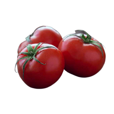 Garden Tomato