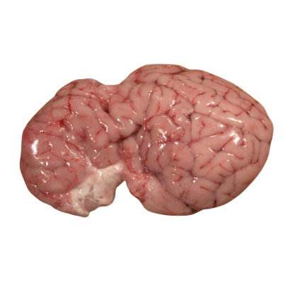 Veal Brain (whole)