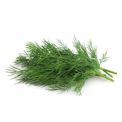 Dill Leaves - 1 Bunch