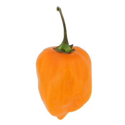 Habanero Pepper