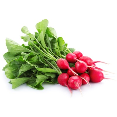 Radish Red Bunch