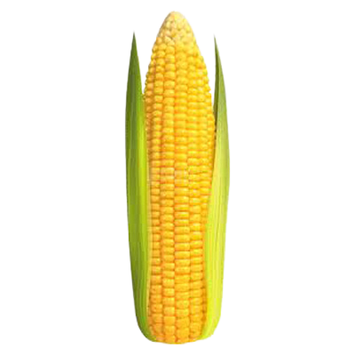 Fresh Sweet Corn